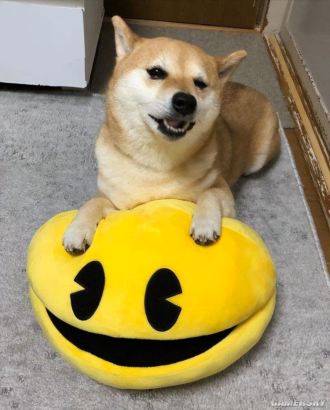 100天后会被扔掉的狗,越养越不对劲的野兽