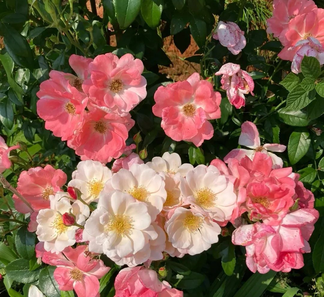 减肥文案可爱沙雕,沙雕又高级的文案