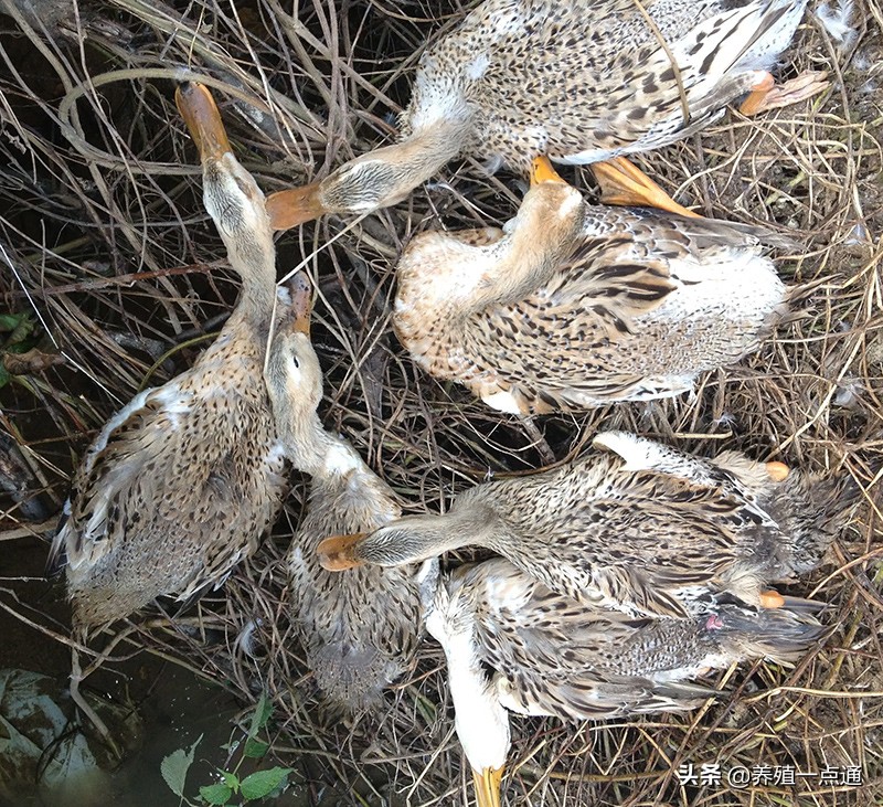 蛋鸭软脚什么原因,鸭软腿病的表现