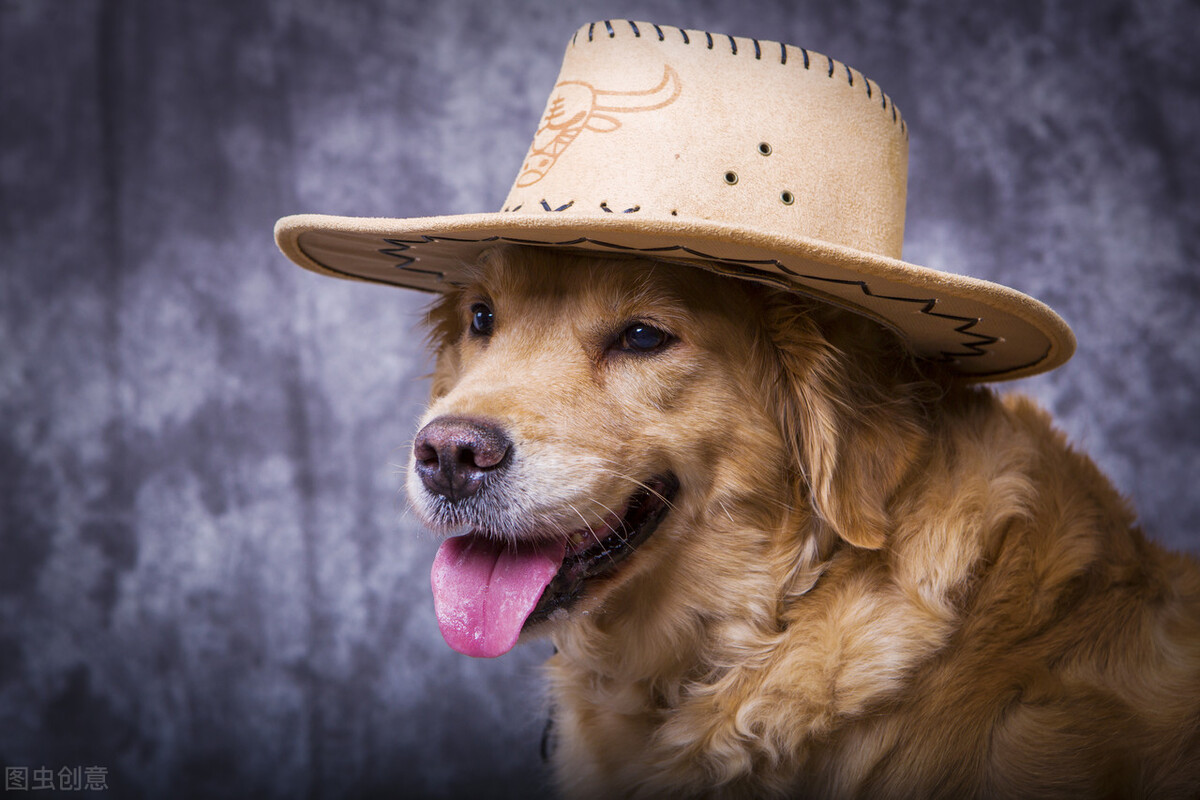 狗狗一直哼唧呕吐吐黄黄的液体,狗狗呕吐黄色粘稠液体吃什么药