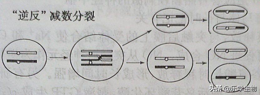 2024届高三生物模拟试题新高考,t8联考2022届第二次联考生物答案