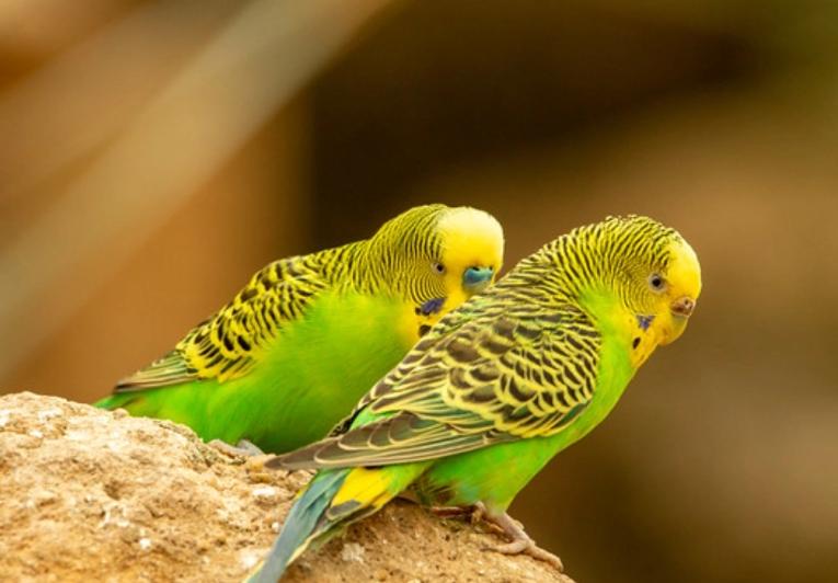 国内能合法饲养的鹦鹉品种,凯克鹦鹉合法饲养图片大全