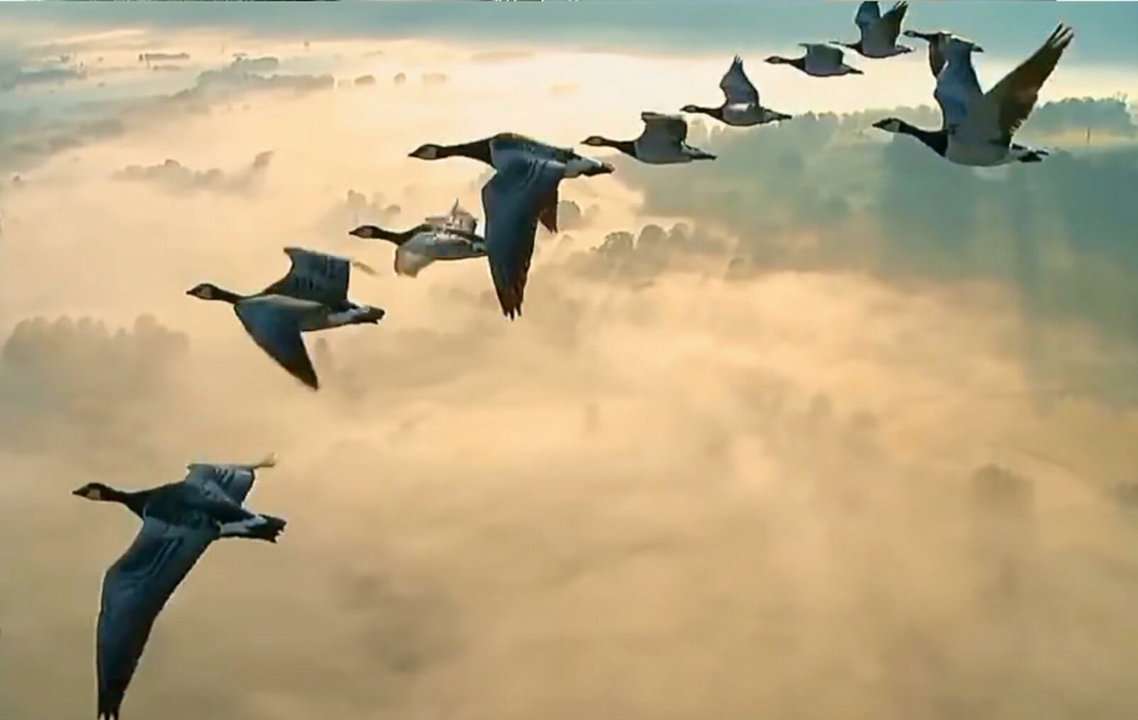 维拉内尔乐曲与盛唐鸿雁意象作者:欧阳青