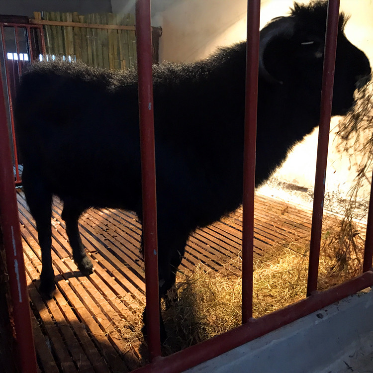 养黑山羊将满足顾客的哪些需求,放养黑山羊怎么才能做到规模化