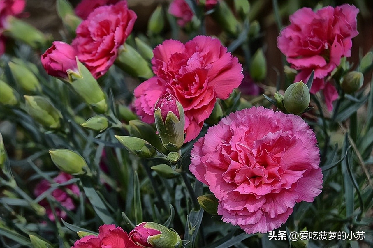 花卉小常识天竺葵,盆栽康乃馨小知识