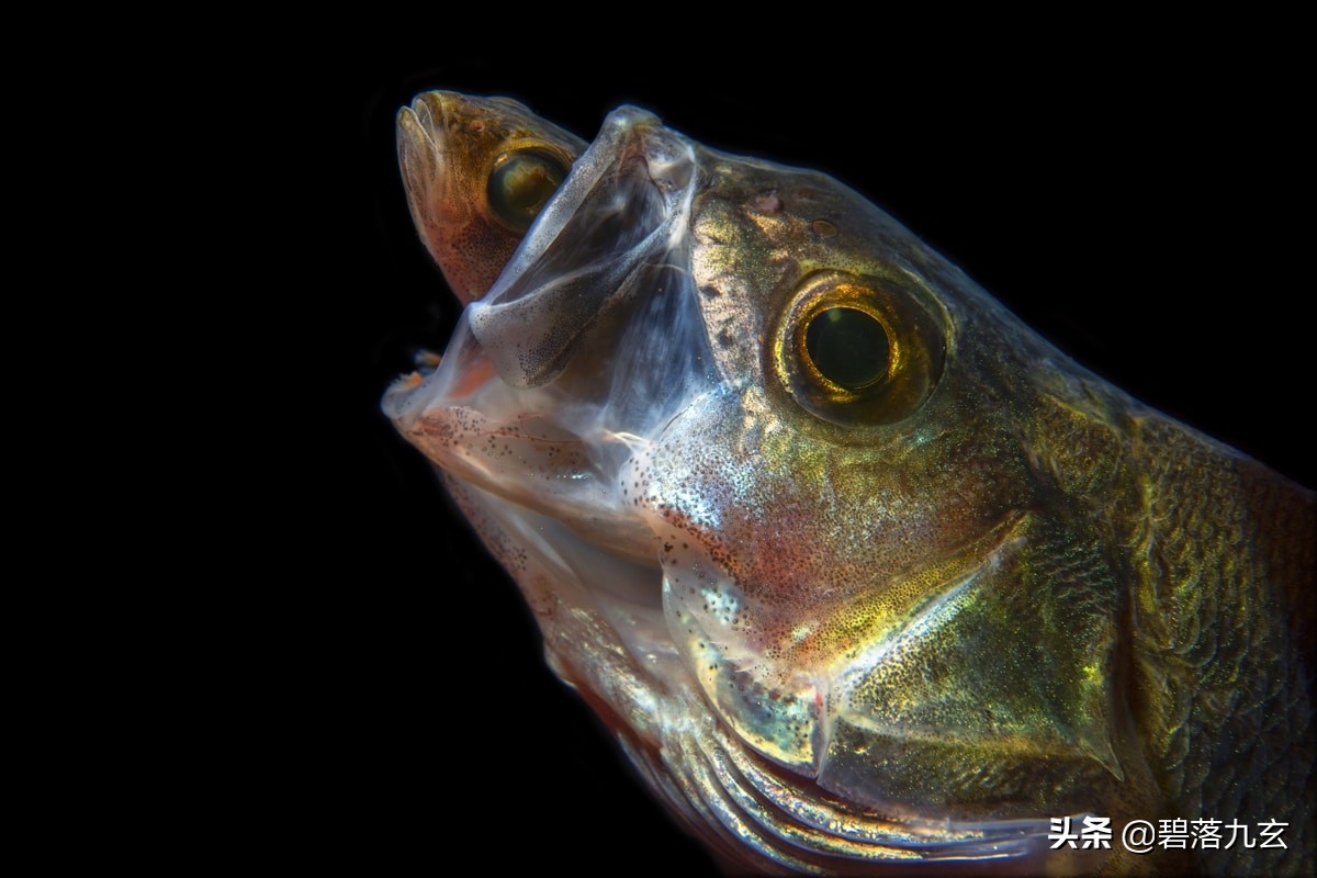 两只松鼠的爱：赢得2021年度特写摄影师挑战赛