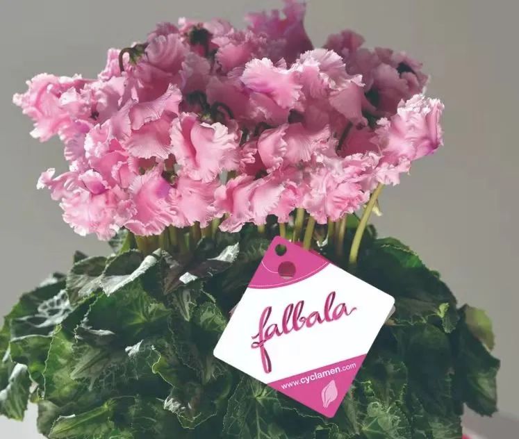 娉曞浗鑾幈灏斾粰瀹㈡潵鍝佺,鑾幈灏斾粰瀹㈡潵