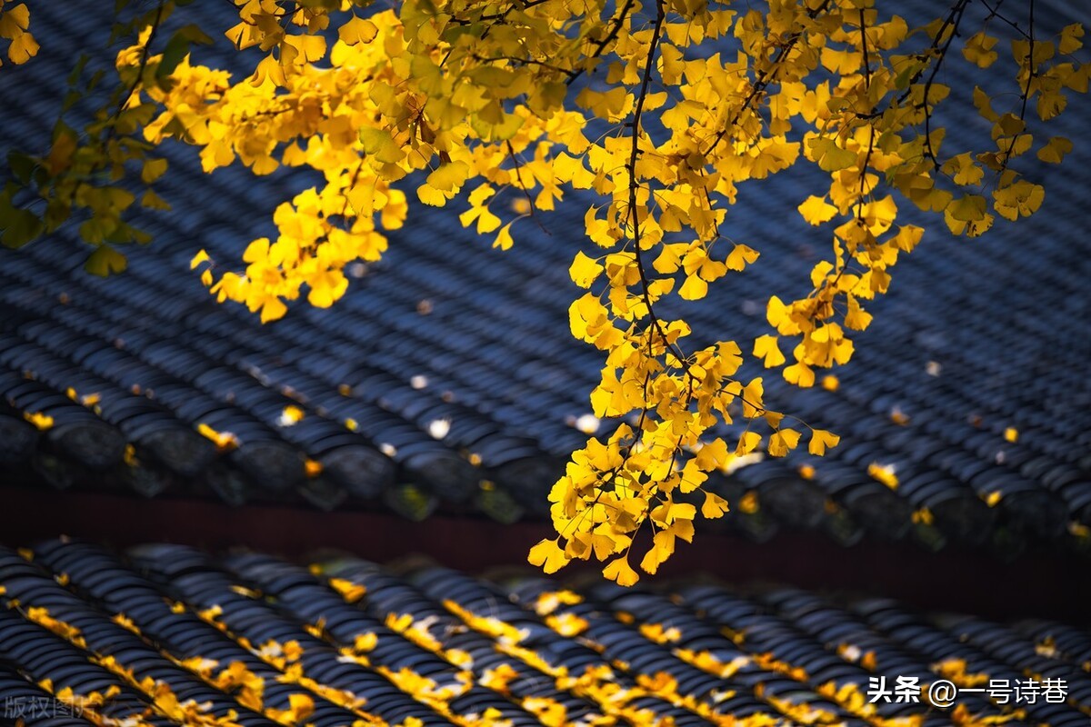 江湖夜雨十年灯陆游最著名的七律,陆游的诗两句