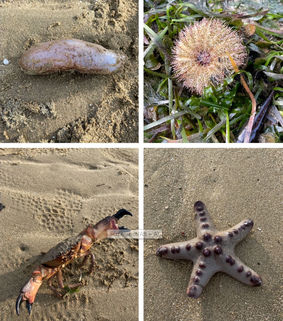 赶海被海胆刺到,赶海被海葵蜇伤