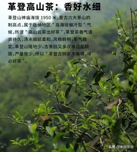 六大茶山六个山头,六大茶山各个山头茶的特点