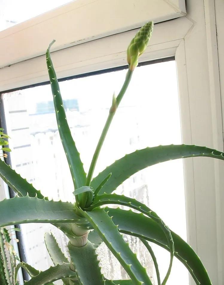 养芦荟需要经常浇水吗,芦荟好多用处