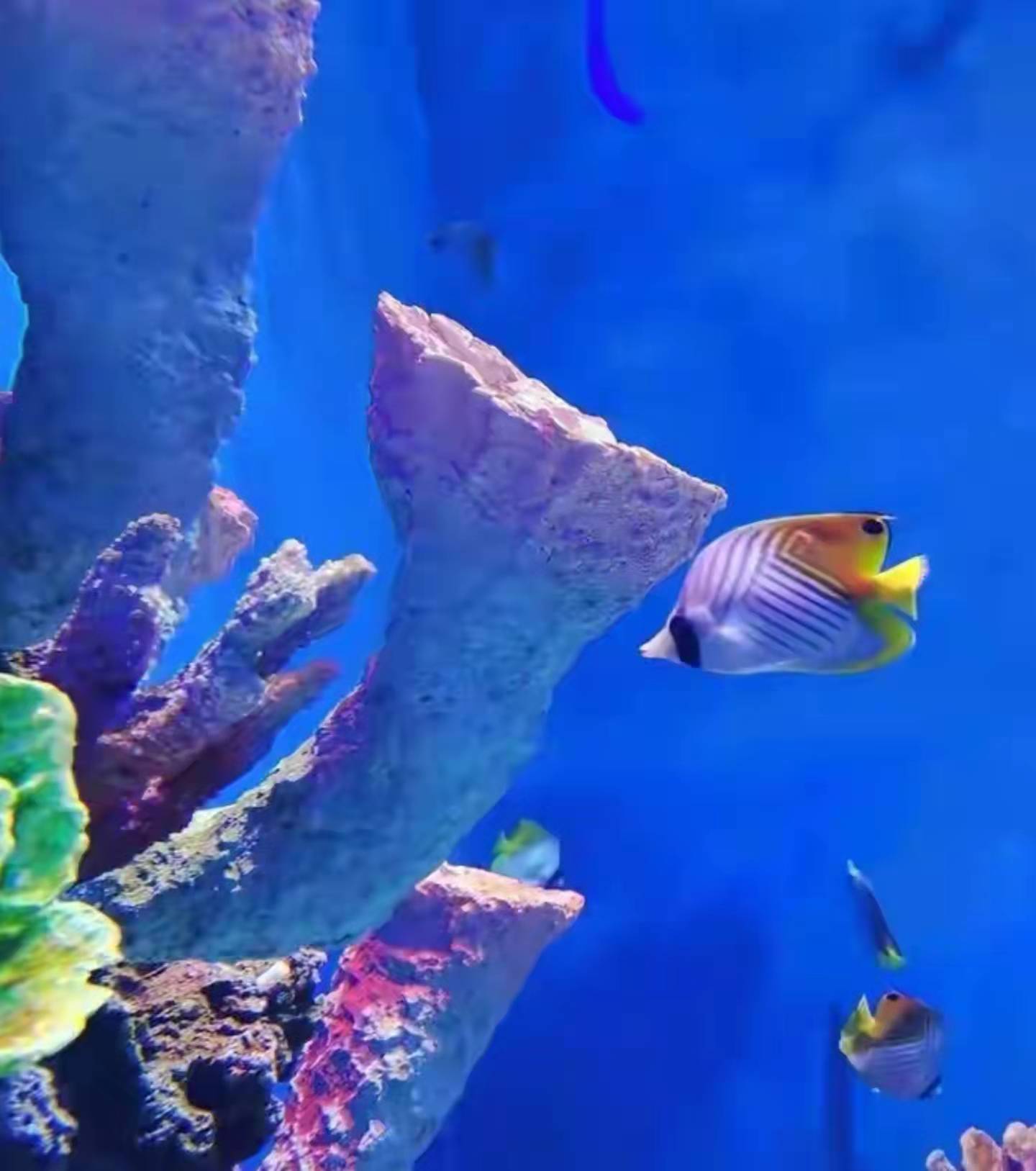 石家庄极地海洋世界动物园,石家庄动物园极地海洋馆收费