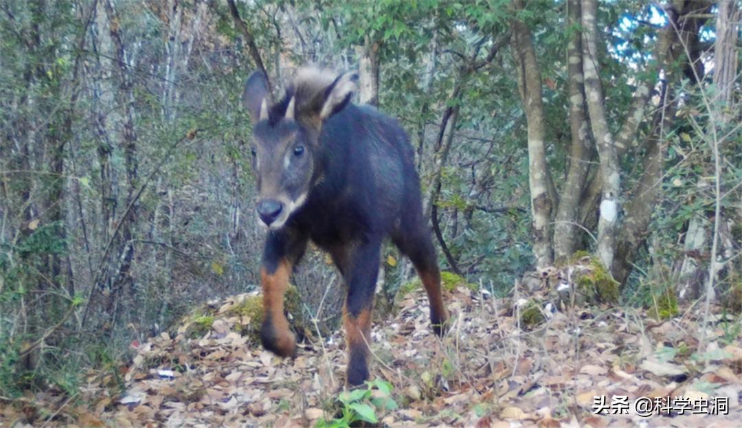 湖北出现多只神兽天马,湖北的天马好吗