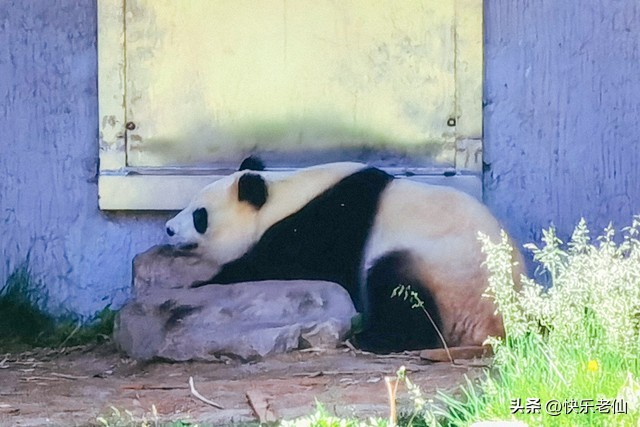 沈阳森林动物园缆车,自驾沈阳森林动物园