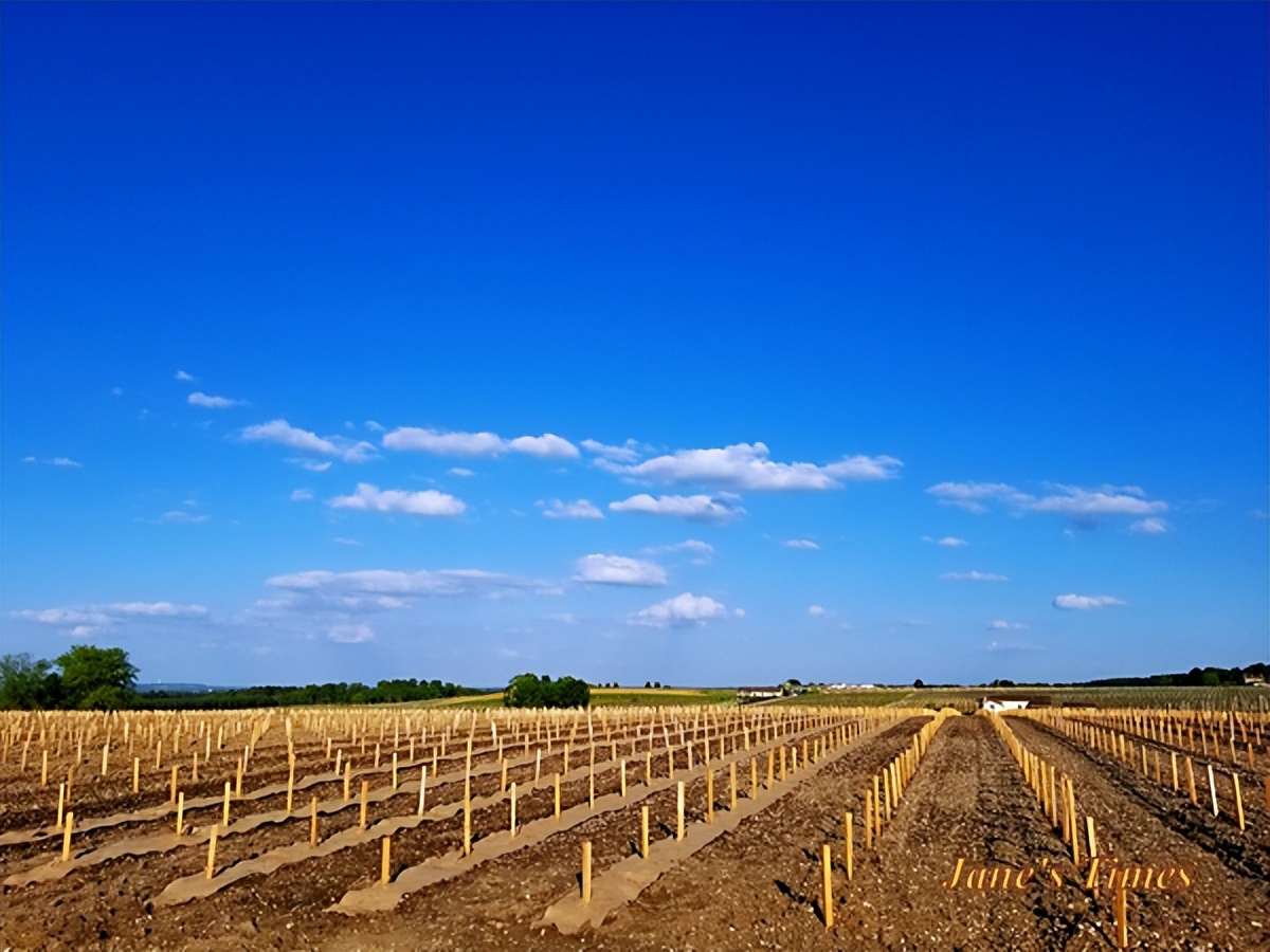 波尔多2020年份和2021年份,2021波尔多年份怎么样