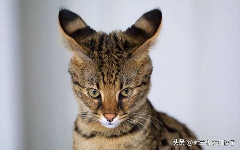 猫咪来月经冷知识,关于猫咪的36个冷知识