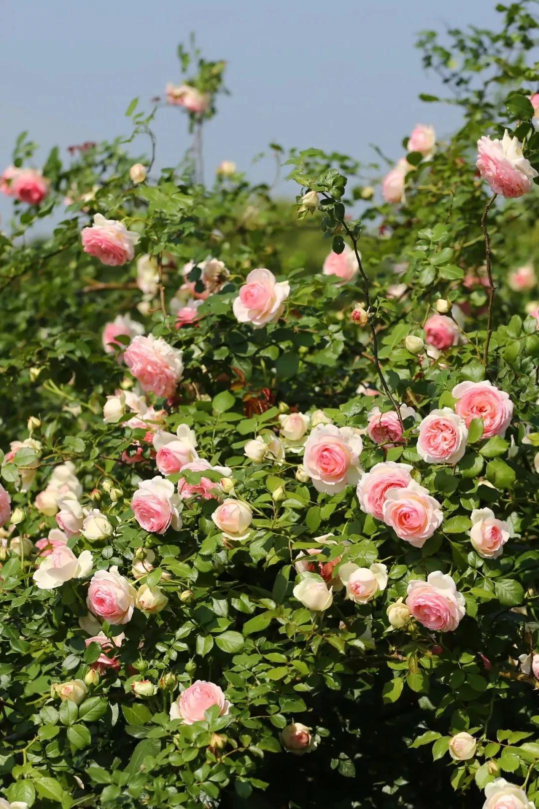 月季品种醉花,月季品种大全及图片欣赏