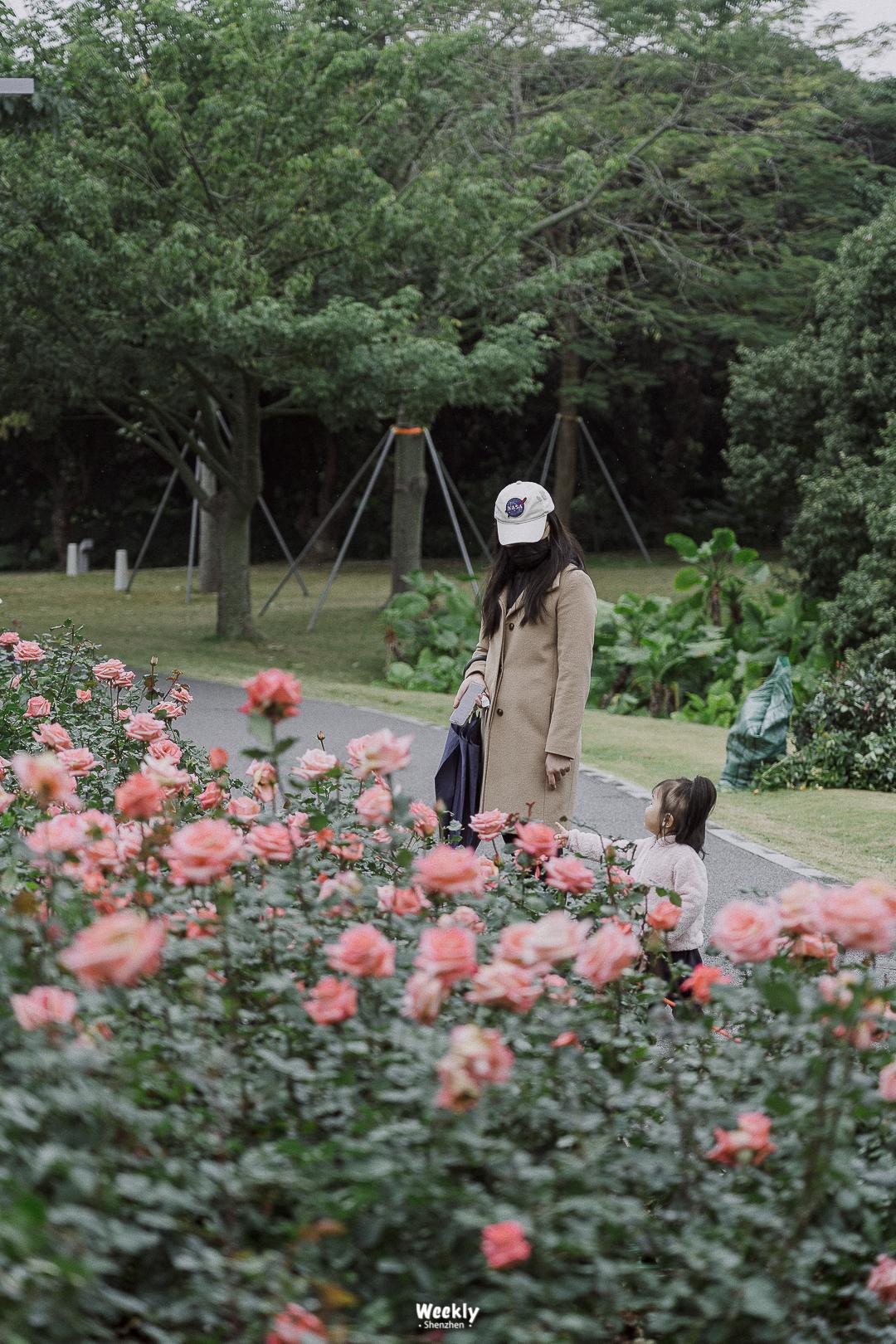 好好走过红荔路，才知道住福田有多让人羡慕