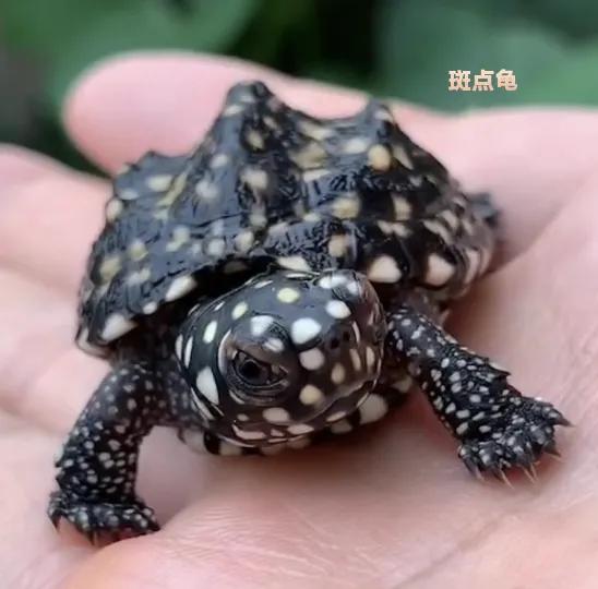 新手养什么龟最合适最便宜,新手建议养什么龟才好