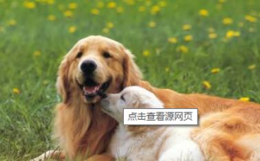 金宠狗粮十大品牌排行榜,宠物狗粮哪个牌子品质好