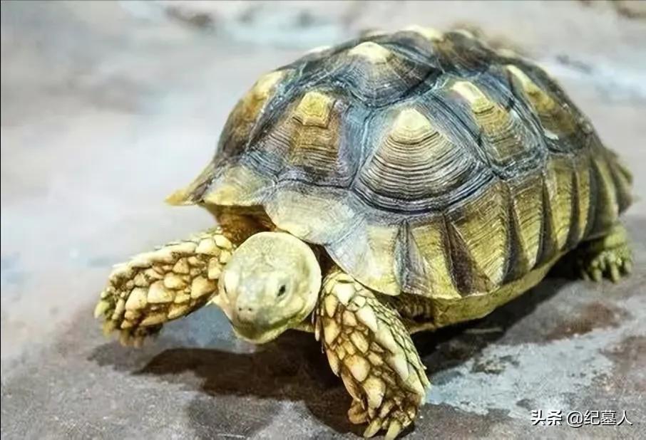 一男子捡到一只乌龟带回家养,男子在野外捡到乌龟越长越不好
