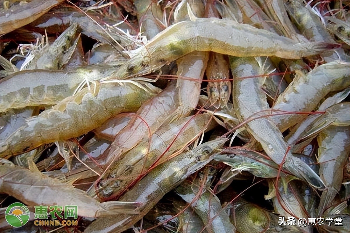 现在活虾批发多少钱一斤,活虾批发价格多少钱一斤