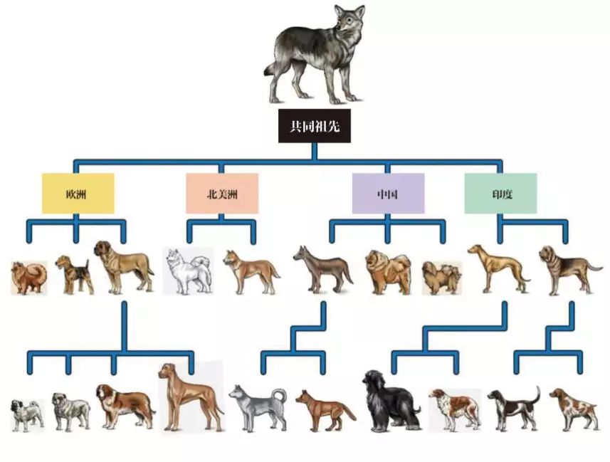 人类*亲近**不能婚配,为何却让狗狗“回交”?这不违反伦理道德吗?