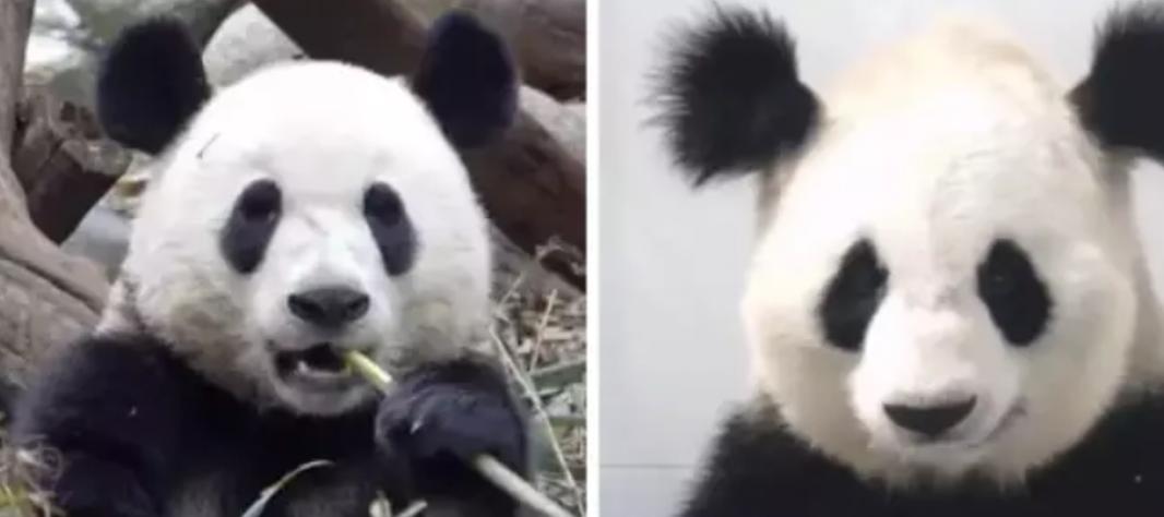 丫丫目前回国的样子,丫丫回国是好事还是坏事