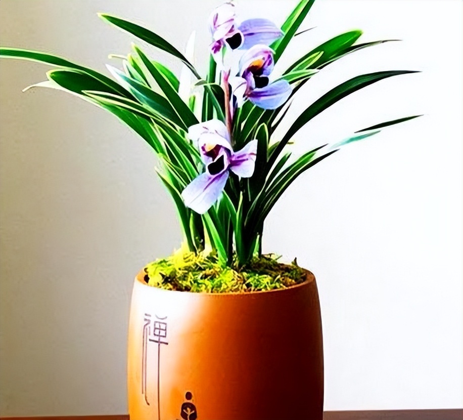 不起眼却很美丽的小花图片,不起眼但沁人心脾的花