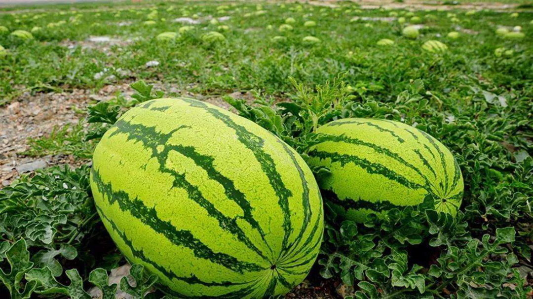 戈壁西瓜种植,戈壁西瓜危害到底有多大