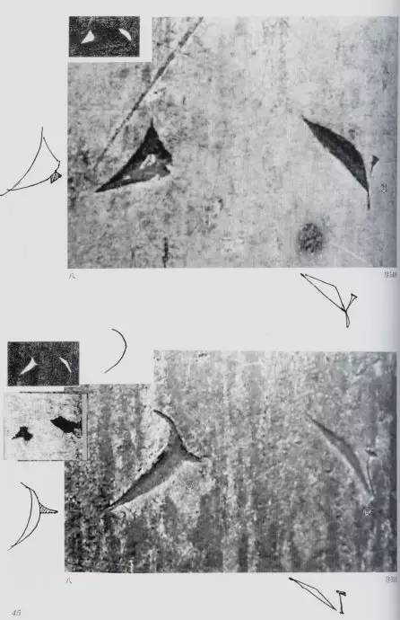 宸ョ瑪鐢绘潹鏅箟鐢诲唽,鏉滈箖鏉ㄦ櫘涔夊畬鏁寸増
