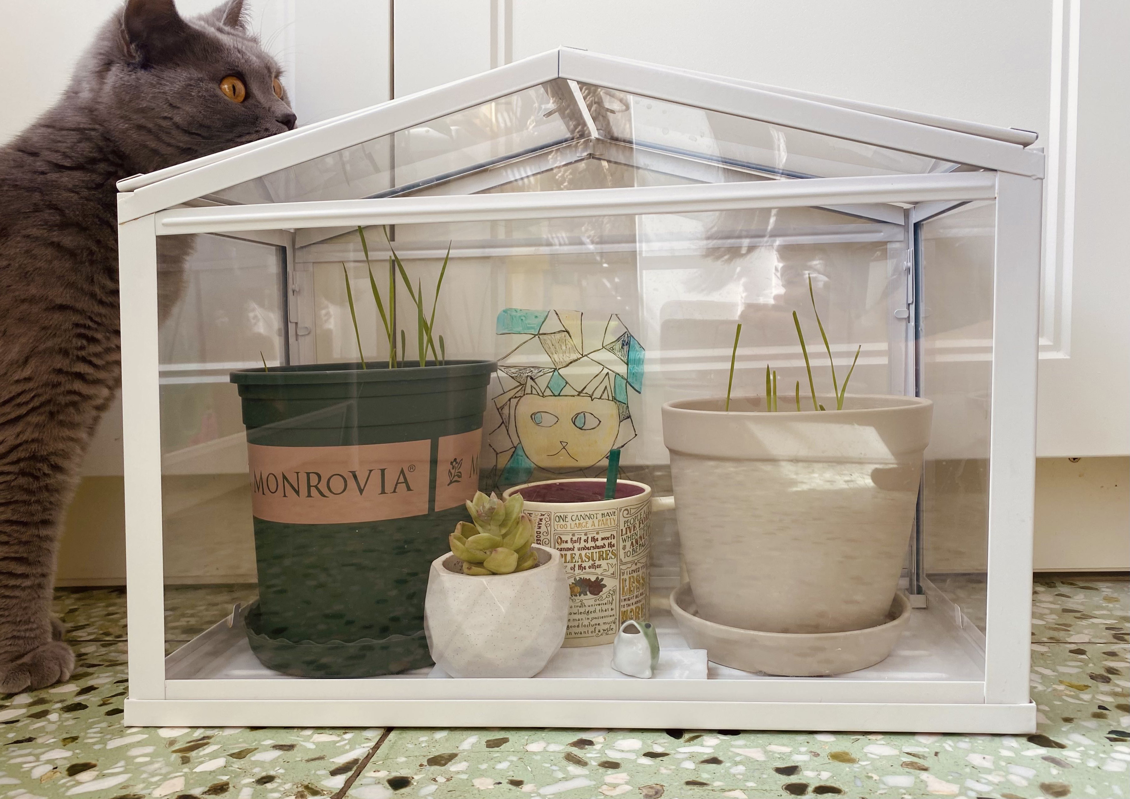 进阶为植物养殖高手必养的植物,20年种植经验告诉你多肉这样养