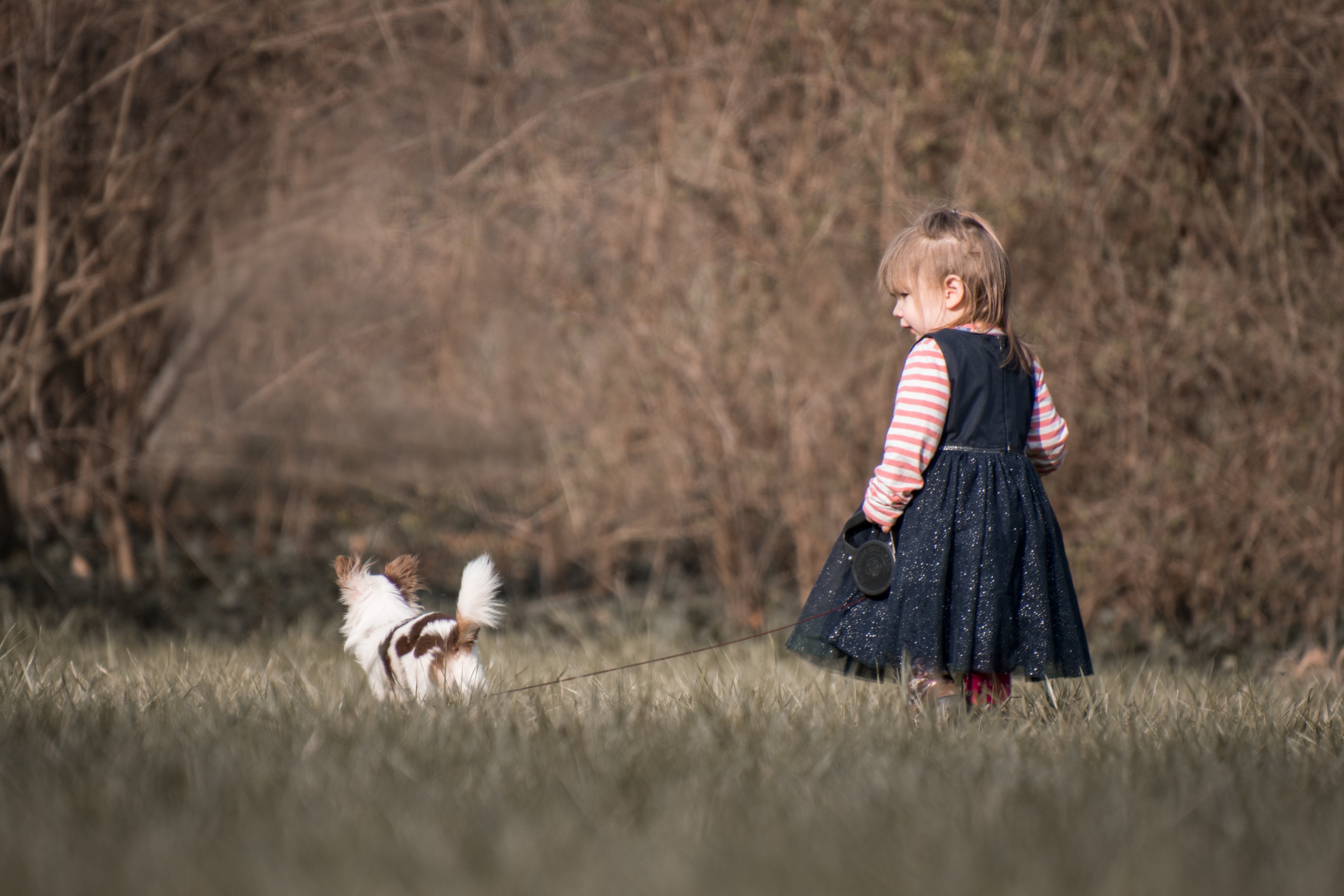 宠物狗饲养基地在哪里,饲养宠物狗狗的一些常识