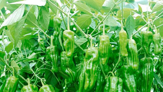 想要辣椒连续开花结果怎么管理,辣椒生长茂盛但结果少怎么办