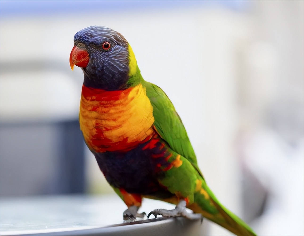 澳大利亚鹦鹉泛滥成灾,澳大利亚的鹦鹉泛滥