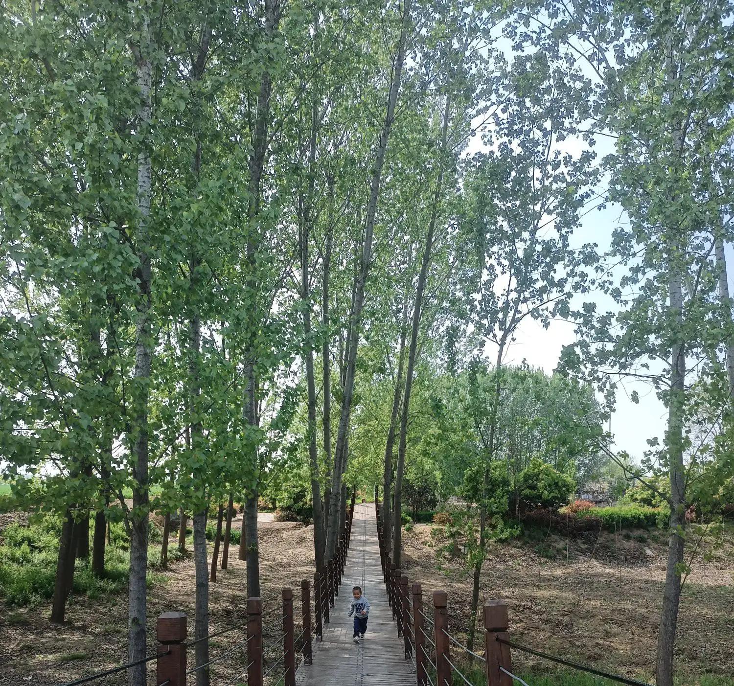 闲来无事荡秋千视频,山中荡秋千