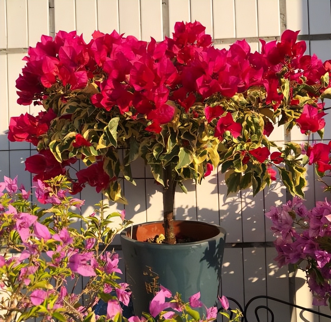 养花不能用大盆，何为大盆？5大类植物“选盆”规则，要学会