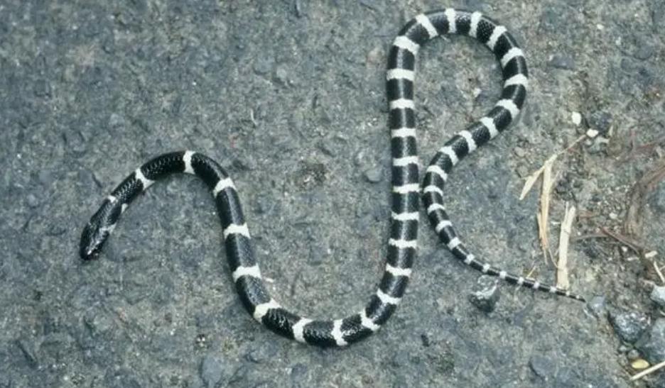 老鹰还能免疫蛇毒？不分品种逮着就吃，毒蛇真的拿老鹰没办法吗？