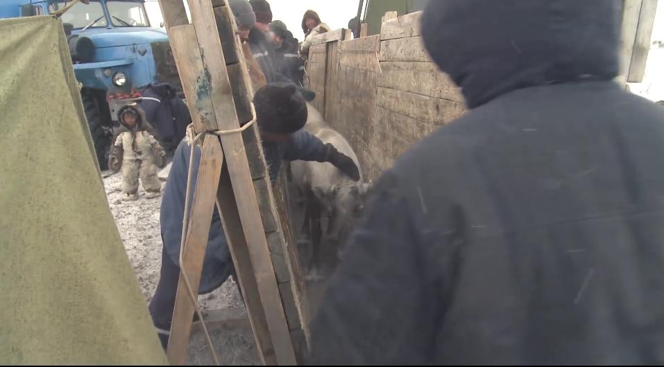 俄罗斯牧民有多少钱,俄罗斯鄂温克人饲养驯鹿