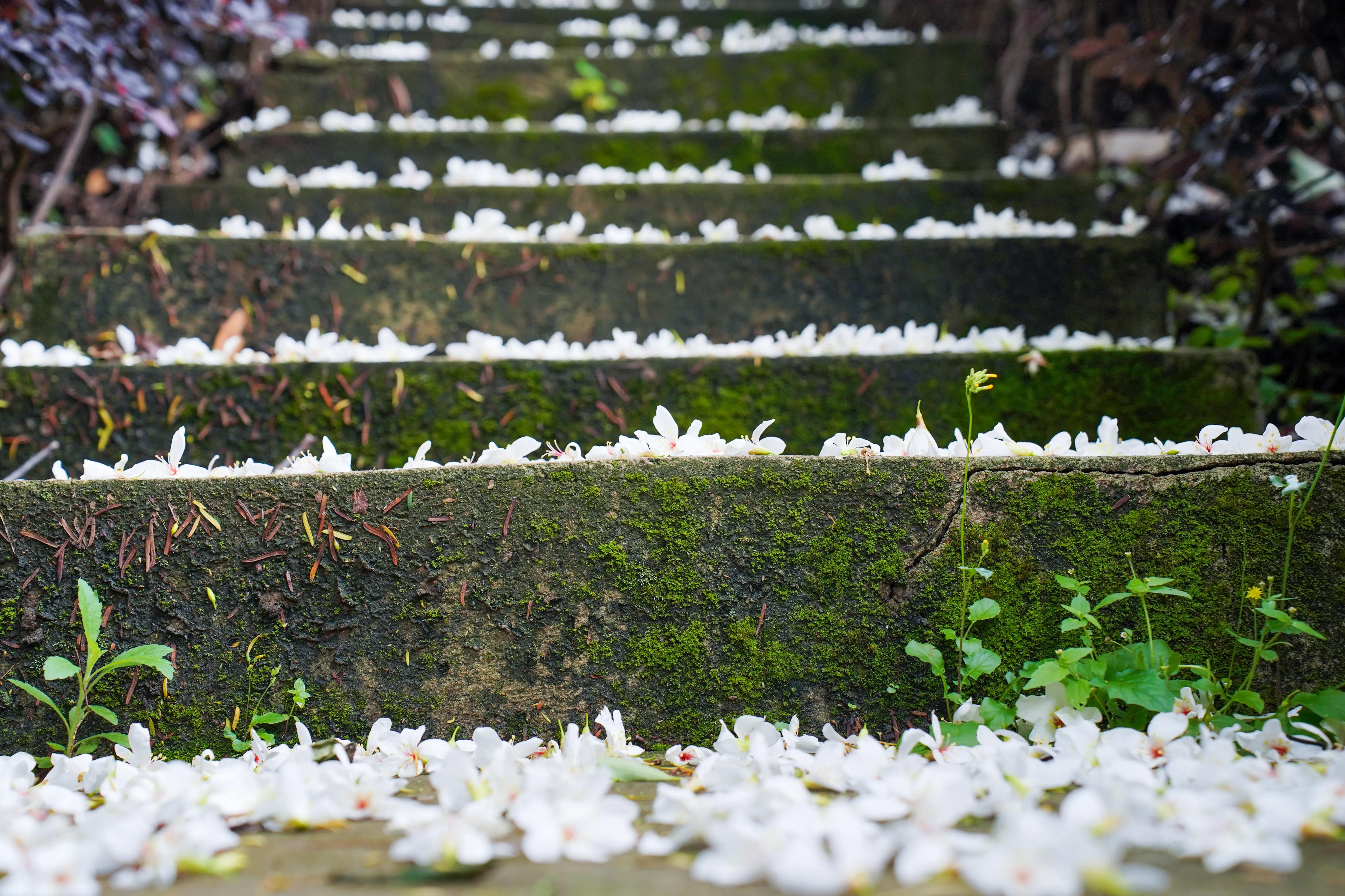 拍完这一波花开，这春天就结束了。