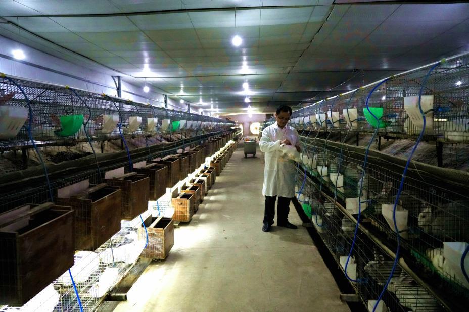 养殖种兔发家致富路,特色兔养殖走上致富路