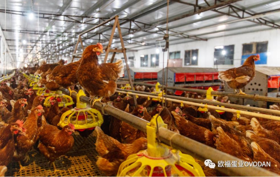 欧福蛋业总经理刘文：成为“蛋品第一股”，我们做对了什么？