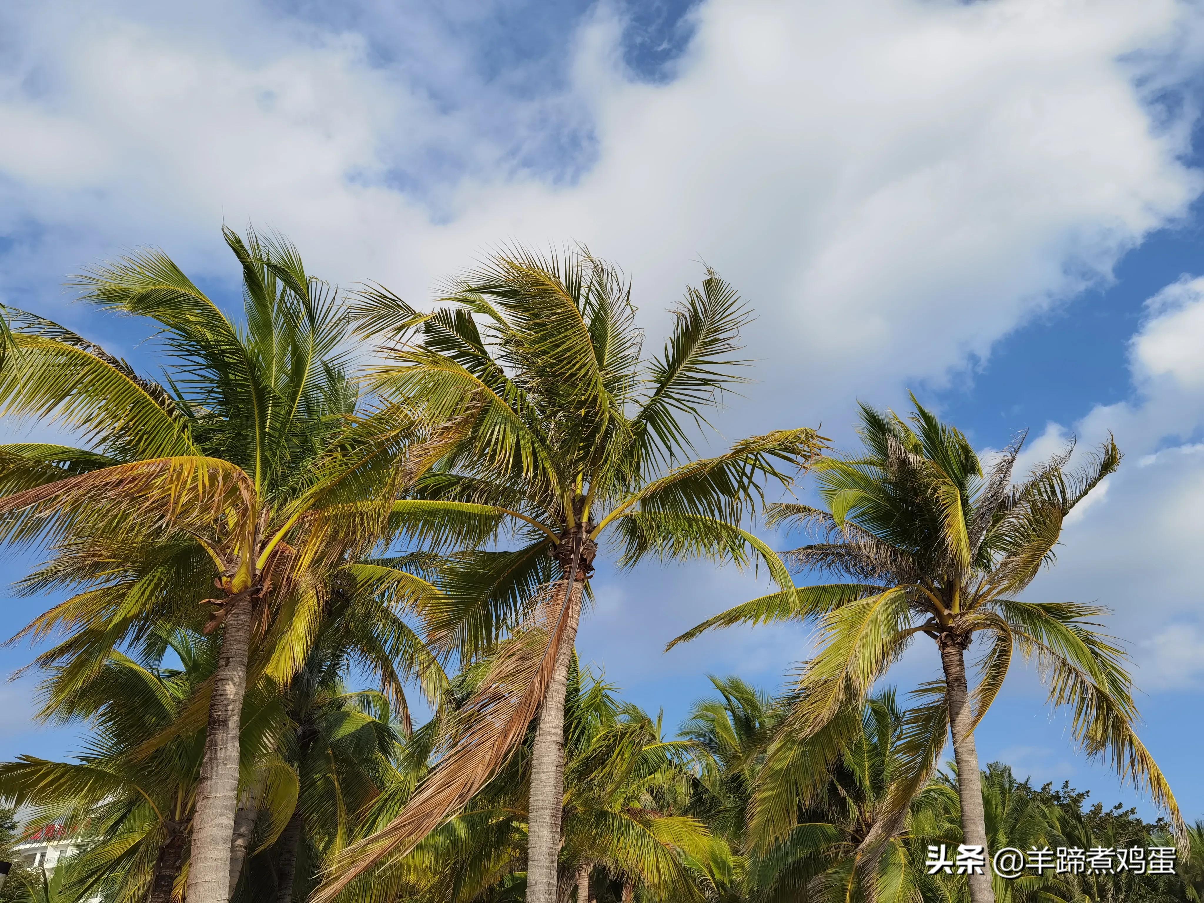 三亚椰梦长廊日落绝美,三亚湾椰梦长廊看夕阳最佳观赏点