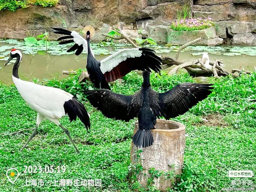 上海野生动物园和上海动物园,上海野生动物园过年营业时间