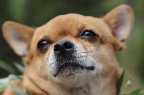 狗狗出现什么症状说明它快要走了,狗狗出现什么状况说明需要驱虫了