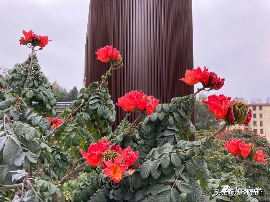 还是金山小区好哇！美丽舒适，闹中取静