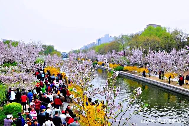 西府海棠花白色,西府海棠花骨朵