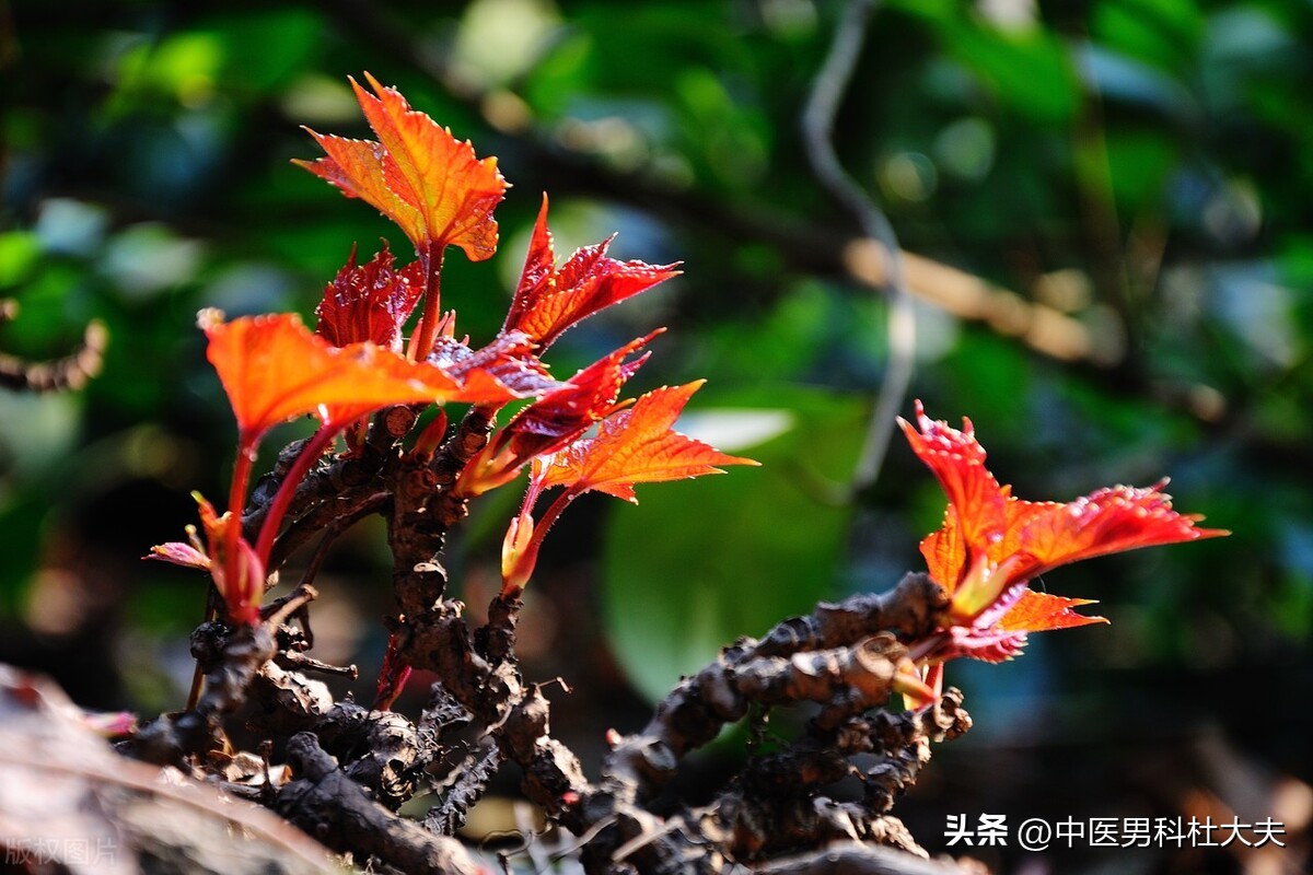治前列腺炎为什么首先要调理脾胃,中药调理前列腺炎的思路