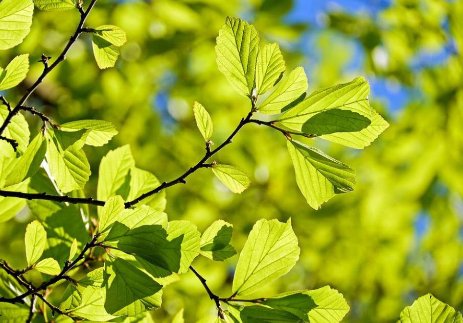 夏说文解字分析,夏说文解字的解释