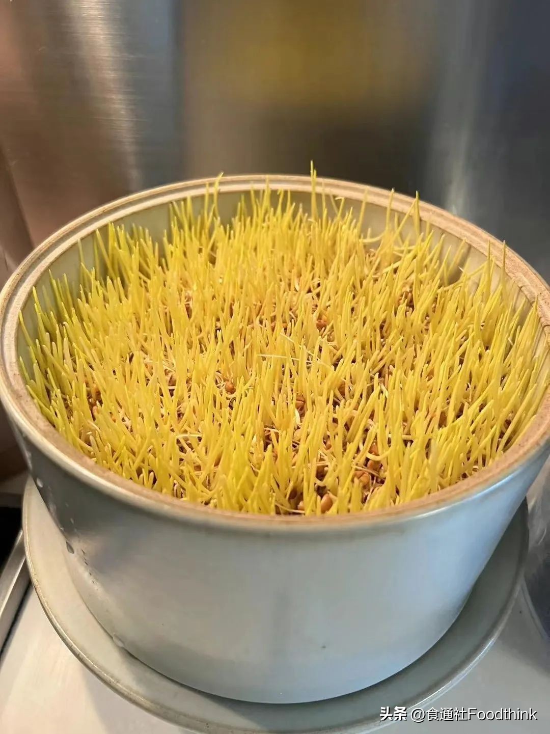 在美亚两大洲探店半年，我看到了健康饮食的新趋势｜分享会报名